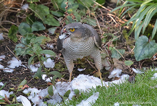 SPARROWHAWK - FEMALE GUARDING HER PREY